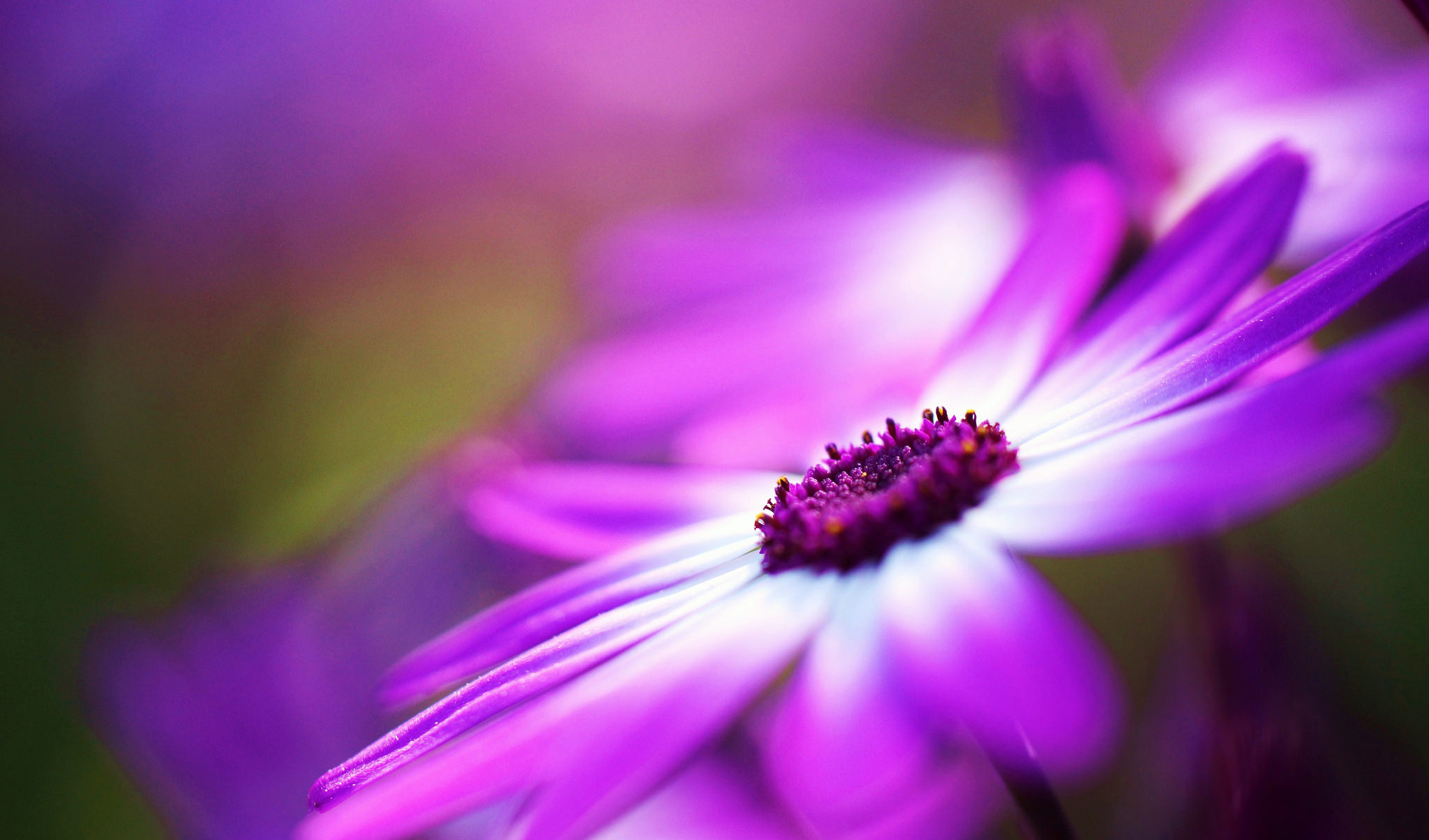 Download Macro Purple Flower Nature Flower Daisy HD Wallpaper by Jacob ...