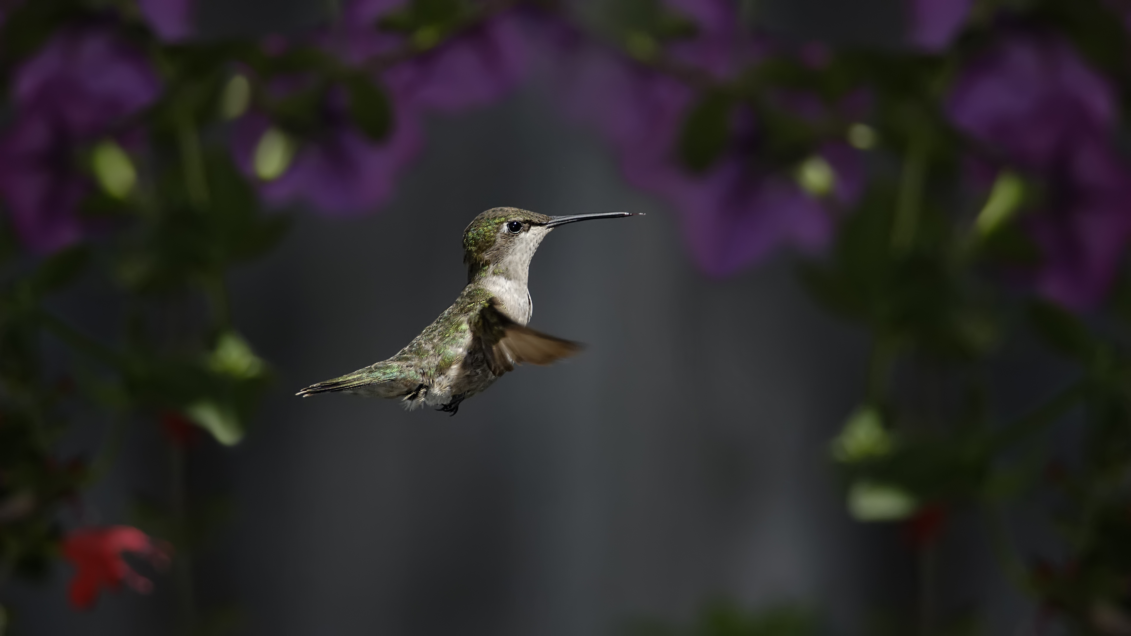 Download Flower Bird Animal Hummingbird 4k Ultra HD Wallpaper