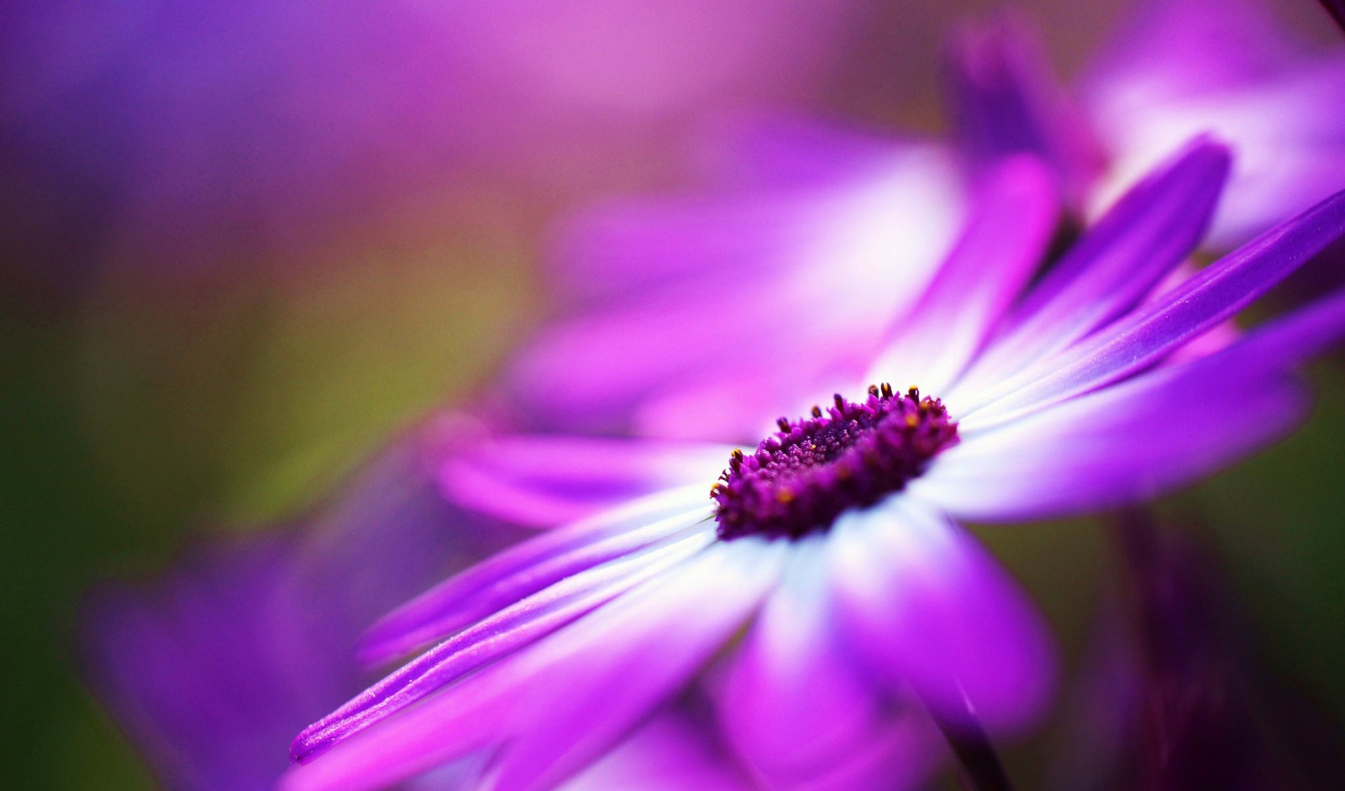 Download Macro Purple Flower Nature Flower Daisy HD Wallpaper by Jacob ...