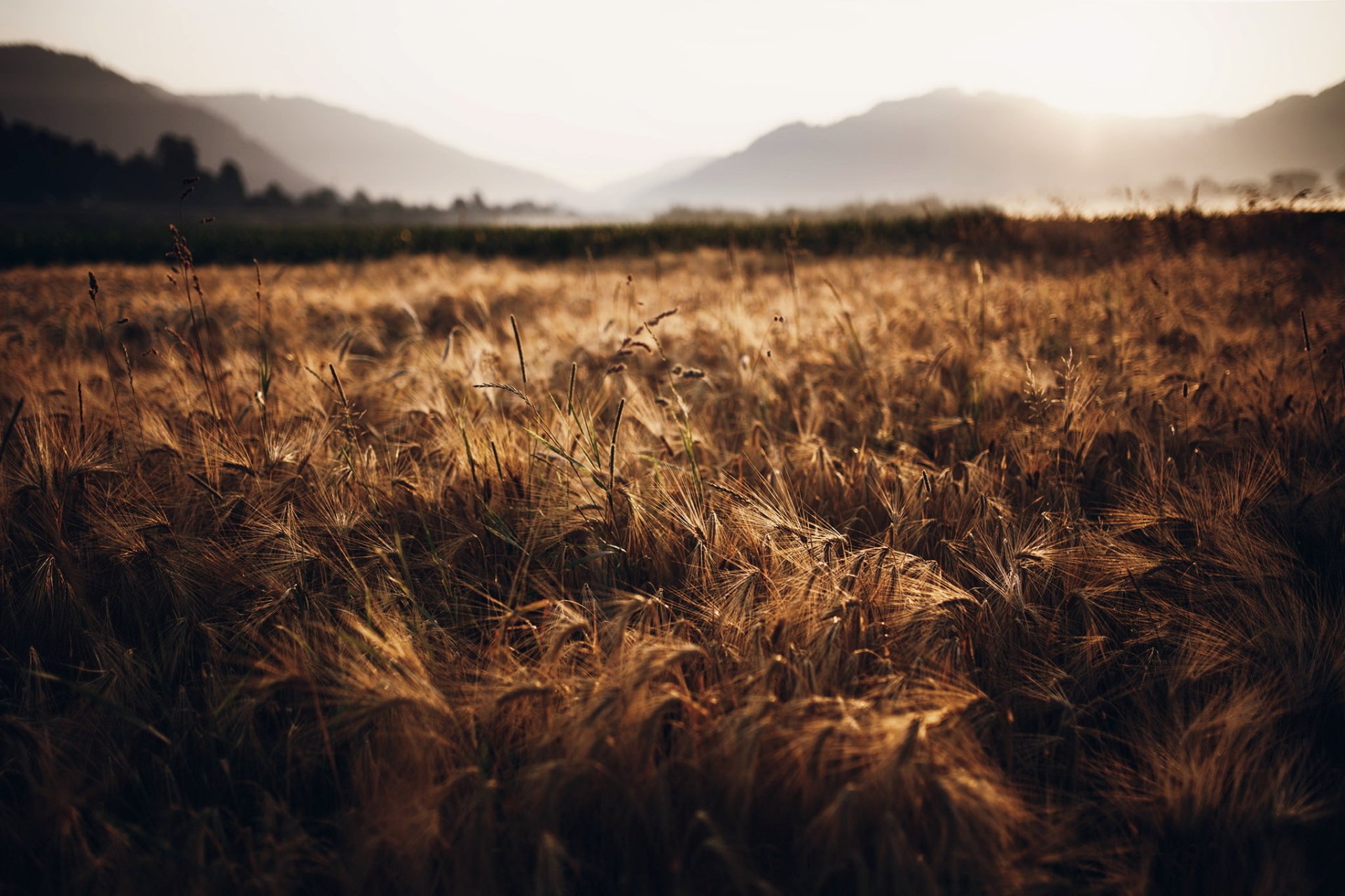 Download Sunny Summer Nature Field Wheat HD Wallpaper