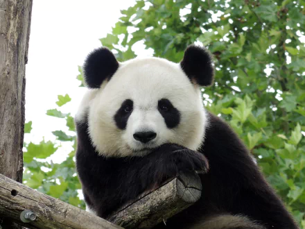 HD PC desktop wallpaper featuring a close-up of a panda resting its head on a wooden branch, set against a lush green leafy background.