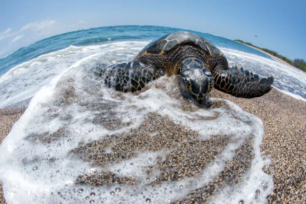 Animal turtle HD Desktop Wallpaper | Background Image