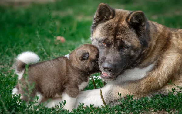 2K Quad HD PC desktop wallpaper/background of an Akita dog and puppy on green grass, a tender baby animal moment.