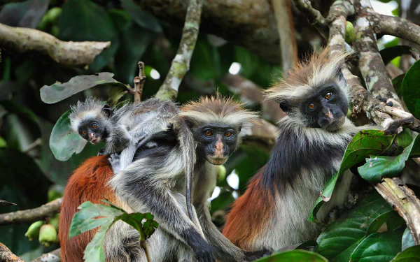 HD PC desktop wallpaper and background of three colobus monkeys (monkey, animal) perched in leafy branches, close-up of their black-and-white faces and russet fur.