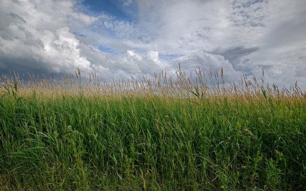 Nature Field Sky Cloud HD Wallpaper | Background Image
