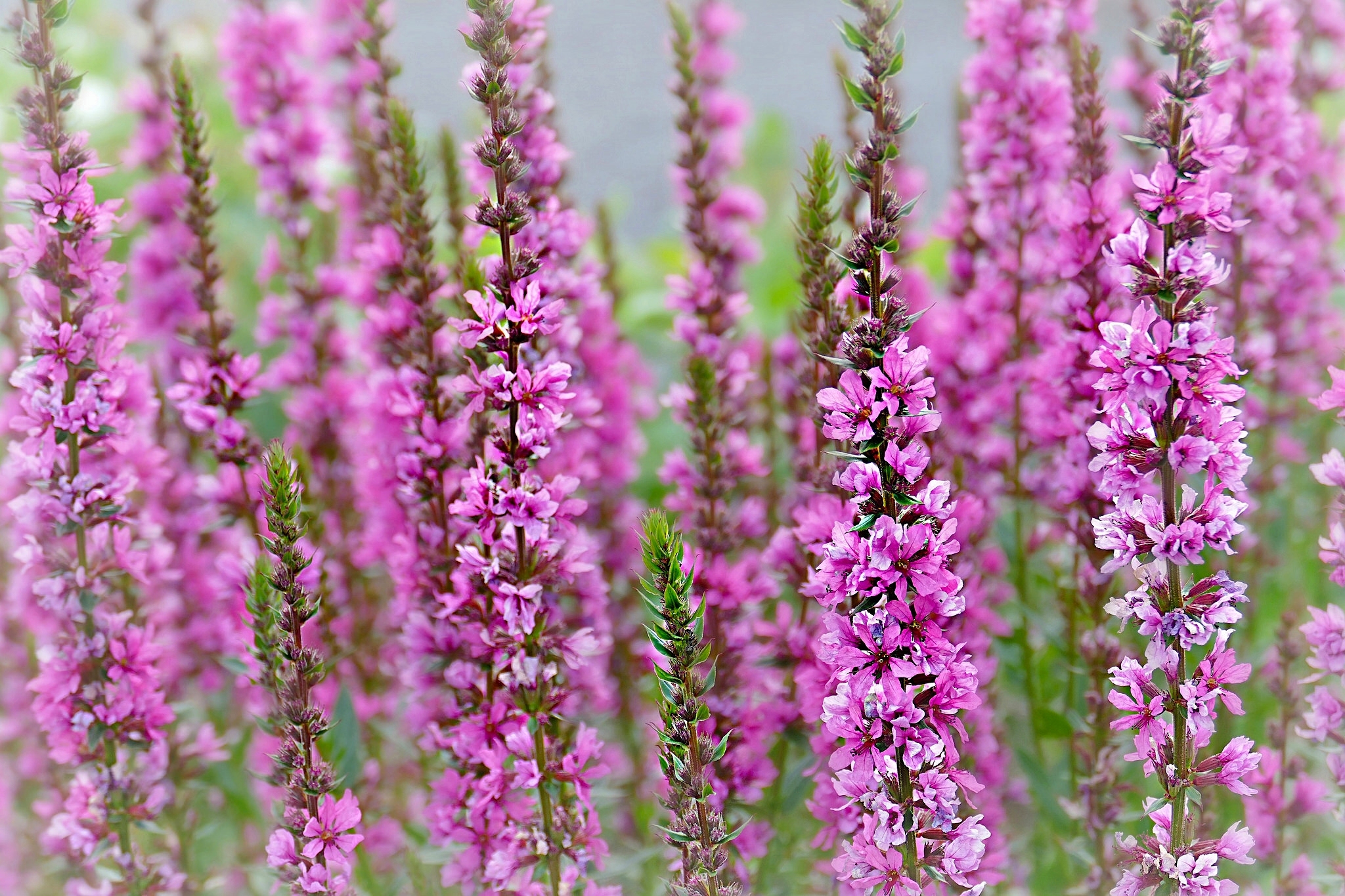 Download Close-up Pink Flower Nature Flower HD Wallpaper