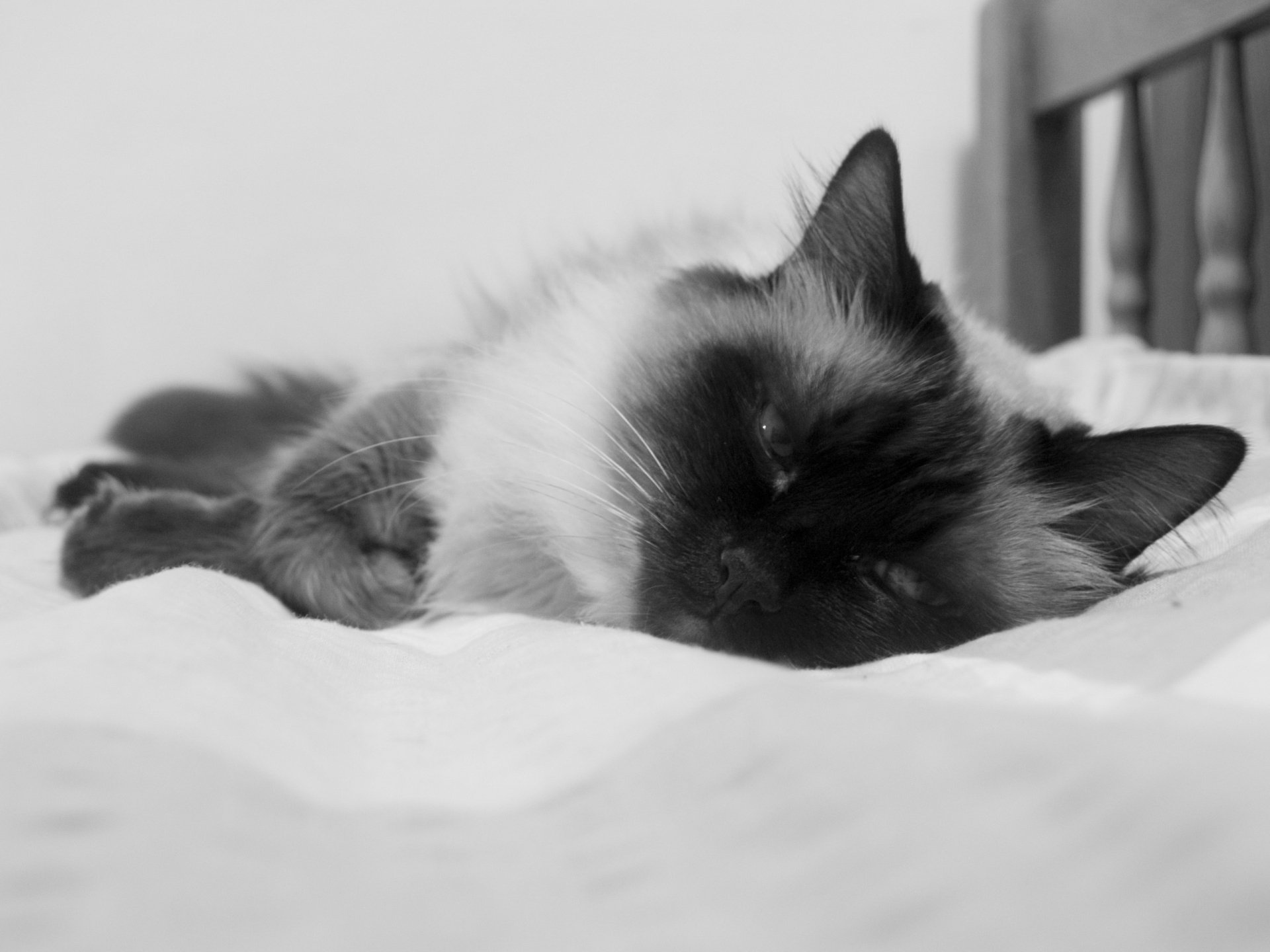 Download Sleeping Fluffy Animal Cat HD Wallpaper