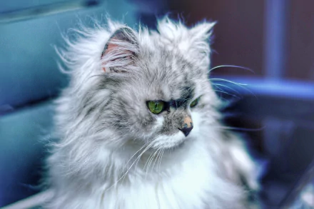fluffy Animal cat HD Desktop Wallpaper | Background Image