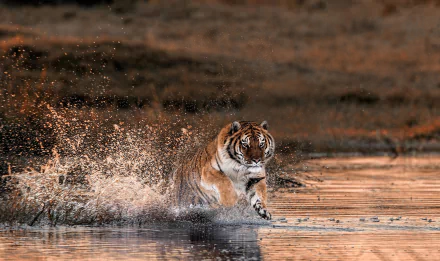 splash Animal tiger HD Desktop Wallpaper | Background Image