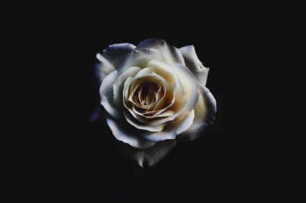 A stunning white rose displayed against a dark background, capturing the beauty of nature. This HD wallpaper brings elegance and tranquility to any desktop setting.