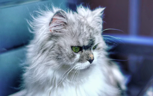 fluffy Animal cat HD Desktop Wallpaper | Background Image