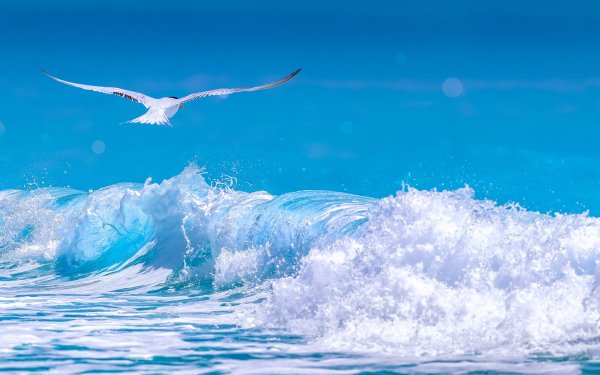 Animal Arctic Tern Birds Seabirds Seagull Bird Blue Wave Foam Ocean HD Wallpaper | Background Image