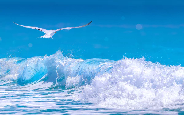 A vibrant HD ocean scene shows a white Arctic Tern soaring above blue waves with frothy white foam, capturing the dynamic movement of ocean waves and the bird in flight.