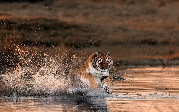 splash Animal tiger HD Desktop Wallpaper | Background Image