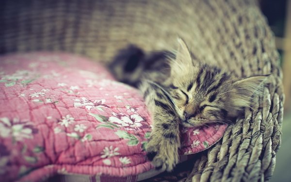 Animal Cat Cats Kitten Baby Animal Sleeping HD Wallpaper | Background Image
