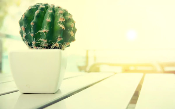 potted plant nature cactus HD Desktop Wallpaper | Background Image