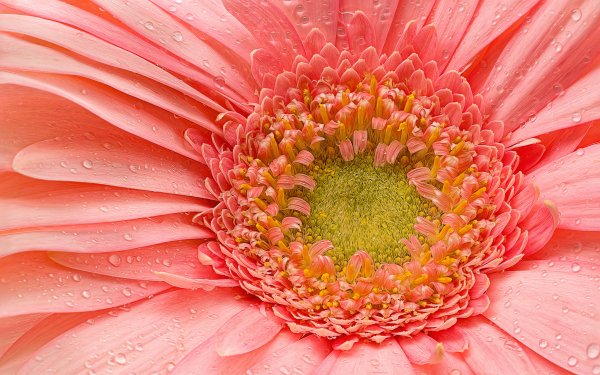 Earth Gerbera Flowers Petal Macro Water Drop Pink Flower Flower HD Wallpaper | Background Image