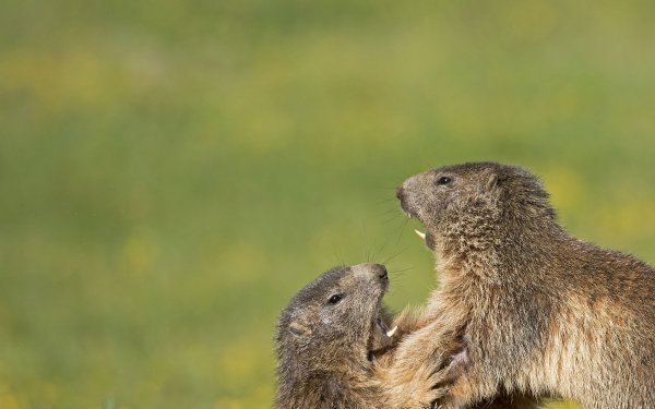 Marmot HD Wallpaper | Background Image | 2500x1667 | ID:800703 ...