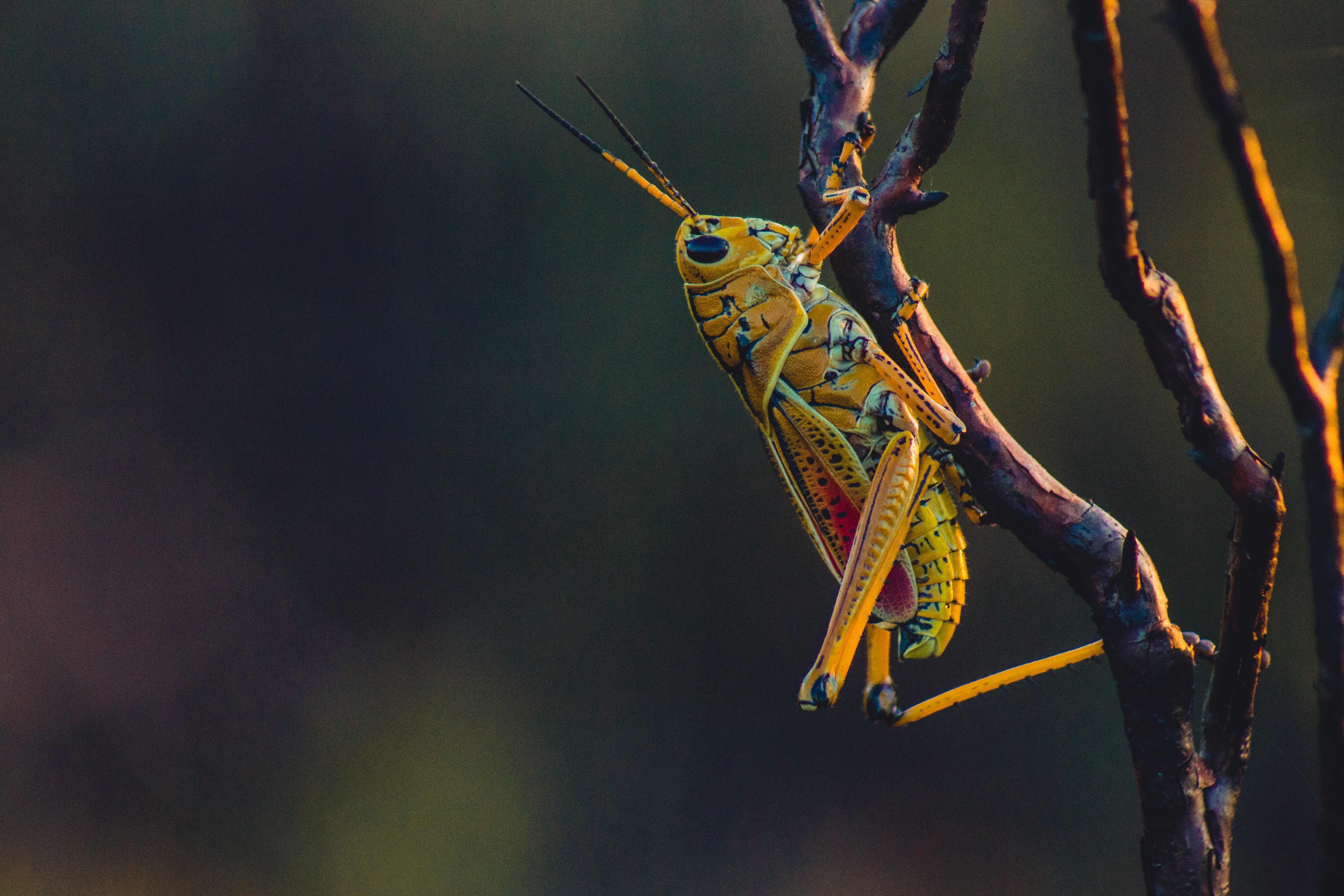 Animal Grasshopper 4k Ultra HD Wallpaper