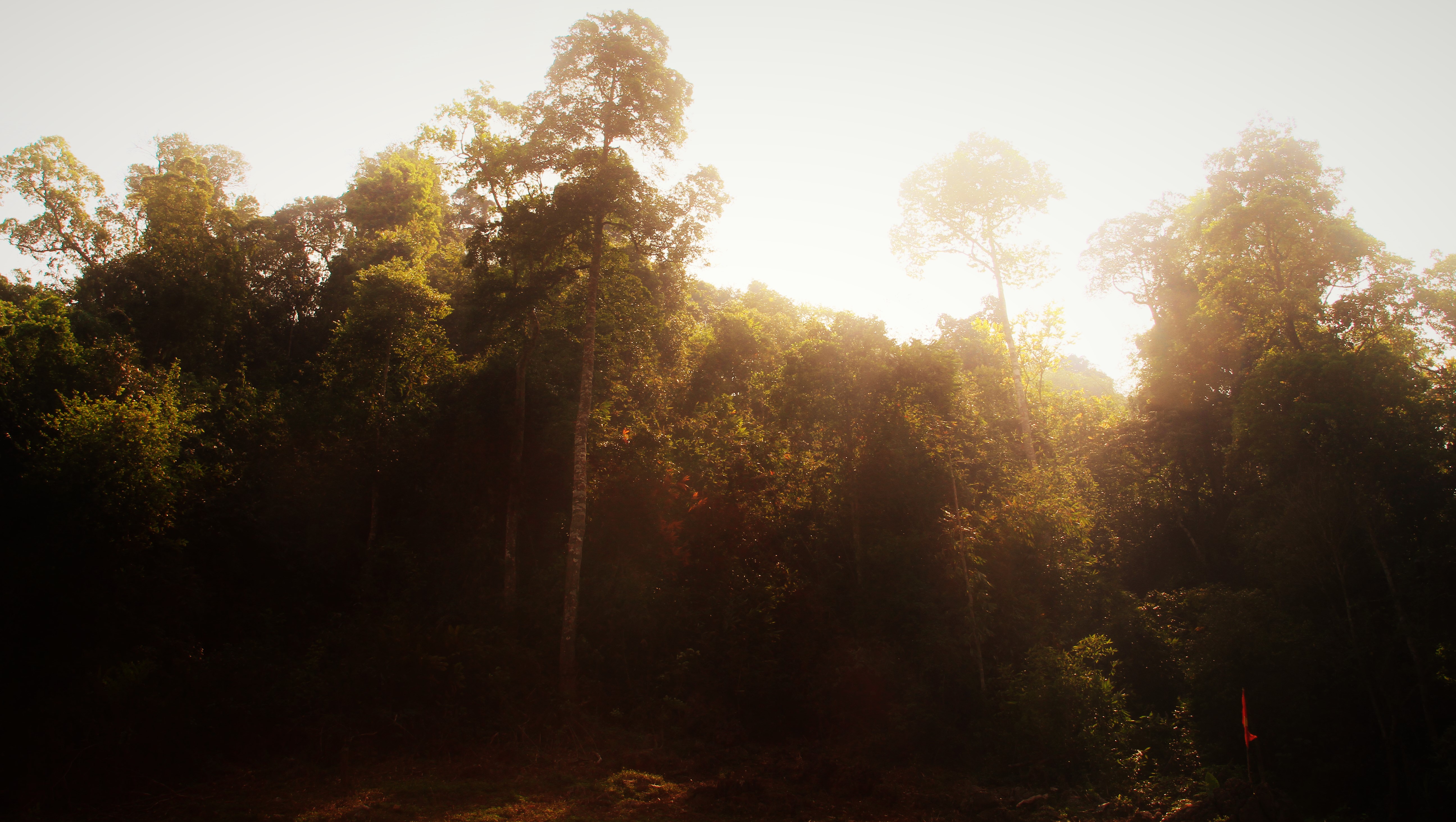 Forest Sunset by Hieu353Extrope