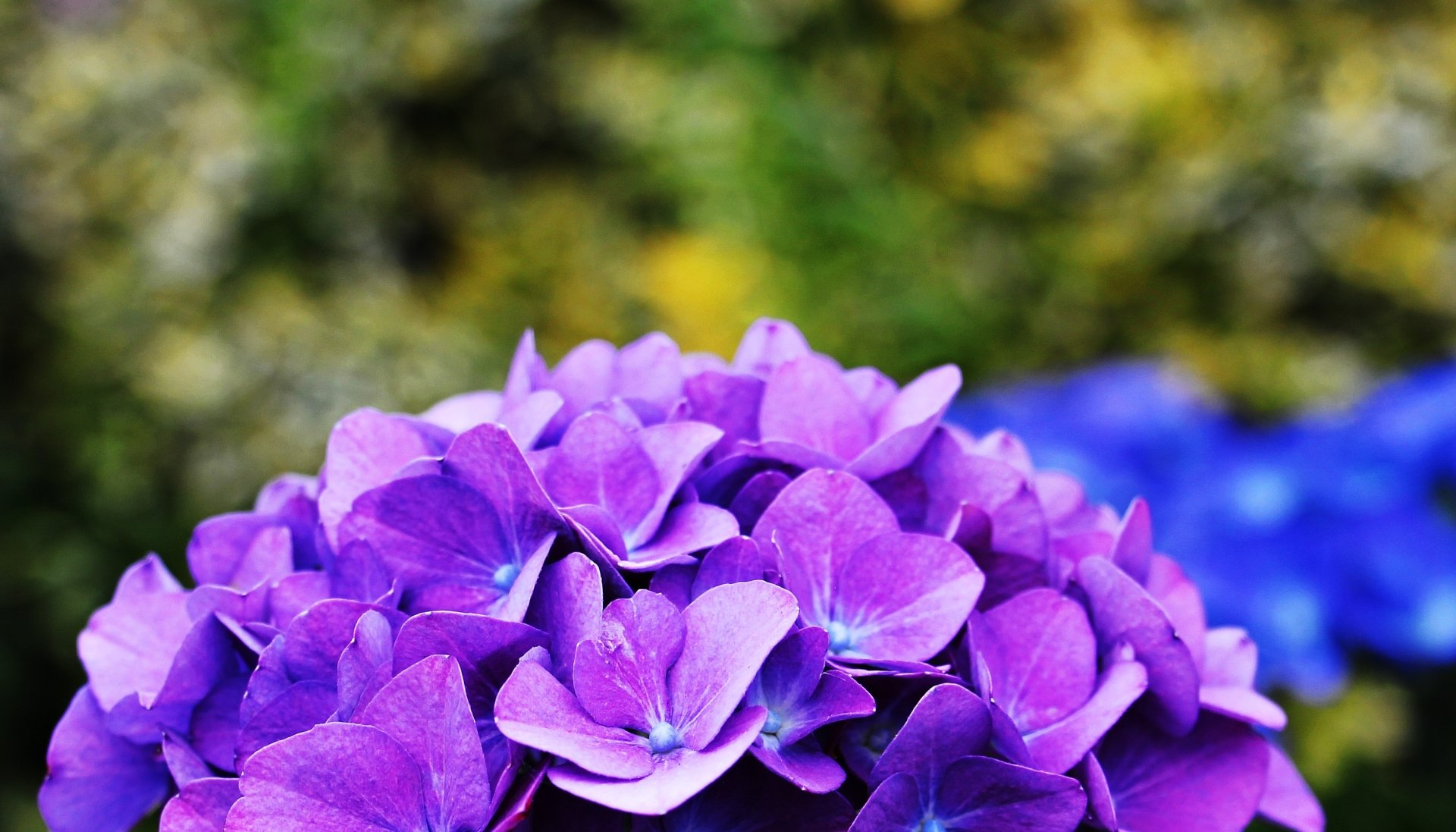 Download Purple Flower Nature Bokeh Flower Hydrangea HD Wallpaper by pixel2013