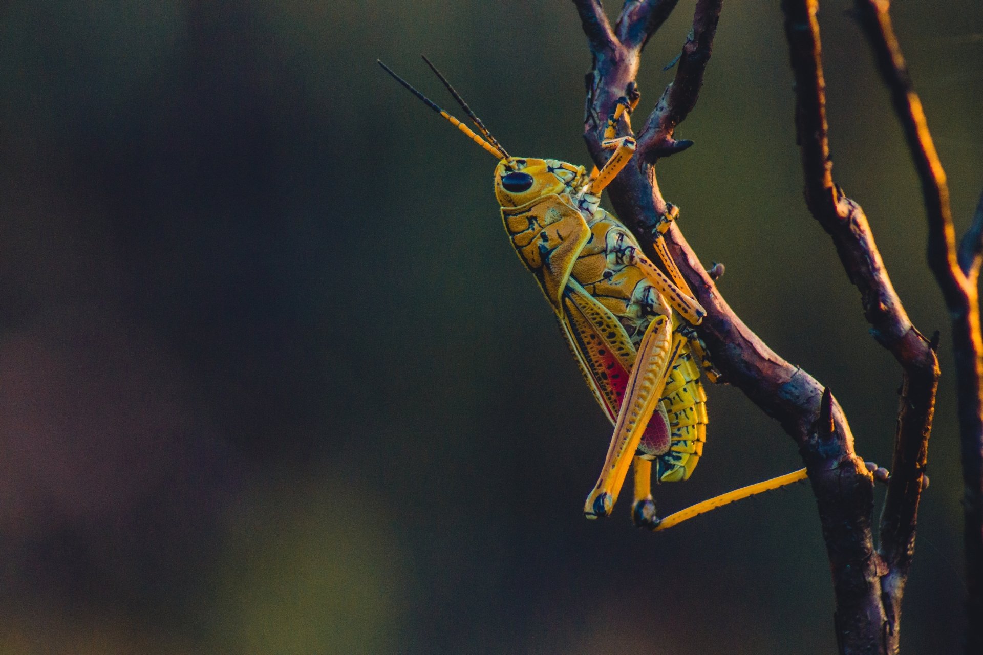 Download Close-up Insect Animal Grasshopper 4k Ultra HD Wallpaper