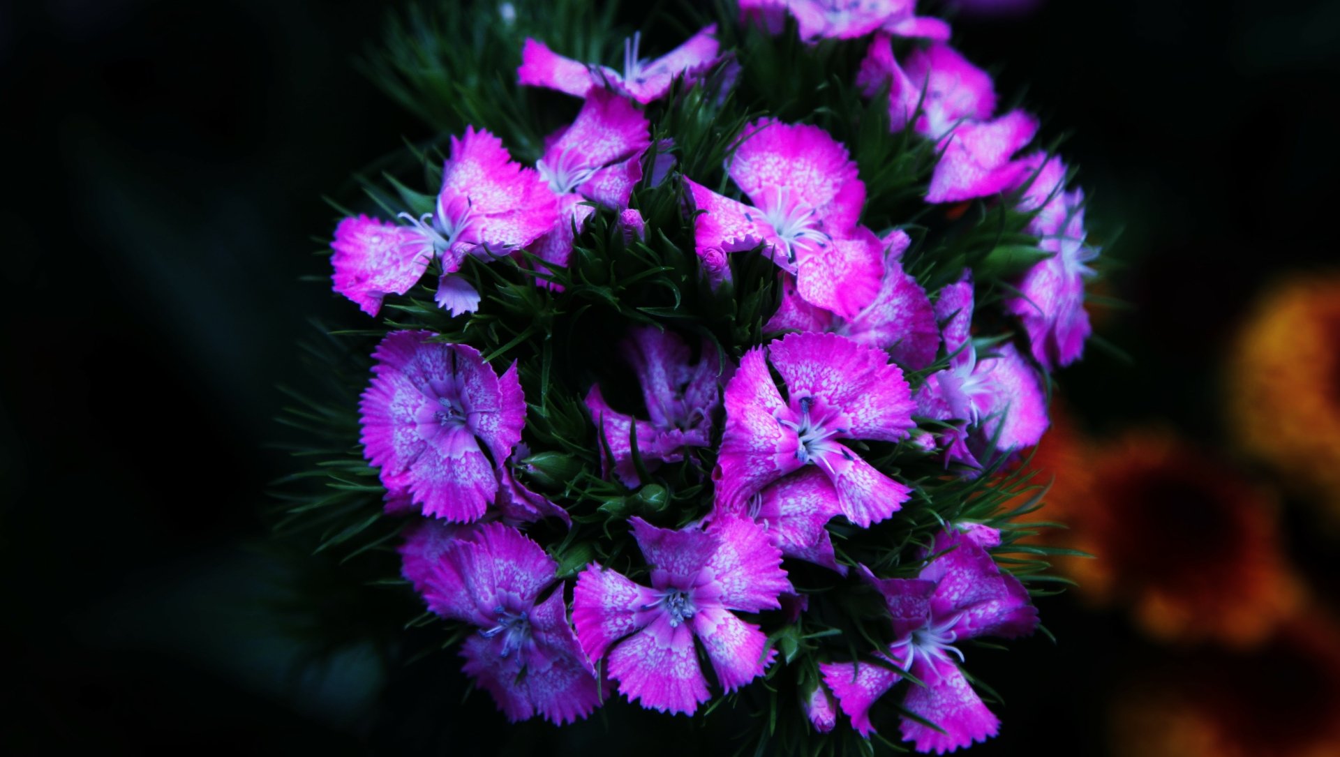 Illuminate Flower II by Hieu353Extrope