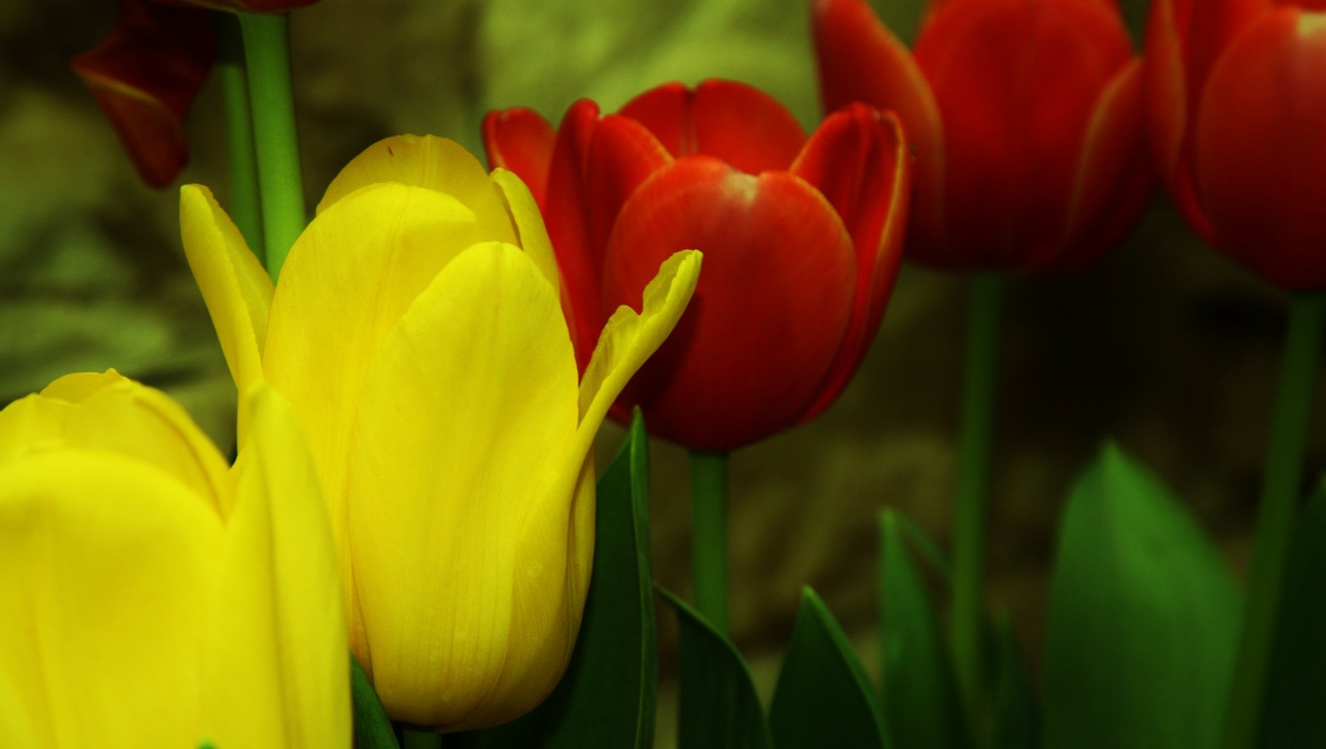 Close-up of vibrant yellow and red tulips among green leaves, a nature scene presented as a 5K Ultra HD PC desktop wallpaper and background.