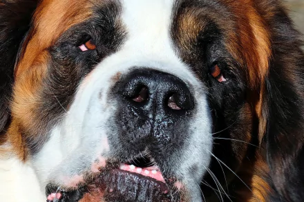 close-up muzzle dog Animal St. Bernard HD Desktop Wallpaper | Background Image