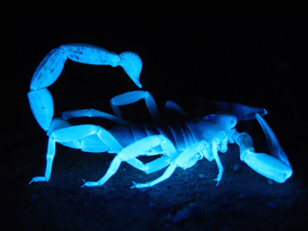 A high-definition desktop wallpaper featuring a glowing blue scorpion, showcasing the intricate details of this fascinating arachnid against a dark background.