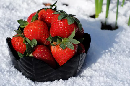 A cluster of ripe strawberries nestled in a black container, resting on fresh white snow, creating a vibrant contrast in this HD desktop wallpaper.