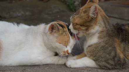 Two cats sharing a tender moment, captured in a 4K Ultra HD wallpaper showcasing love and affection between animals.