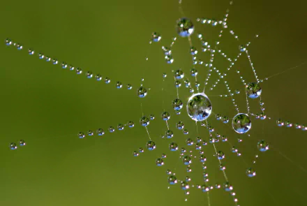 Macro photography showcasing a spider web adorned with glistening water droplets against a soft green background, captured in HD for a desktop wallpaper.
