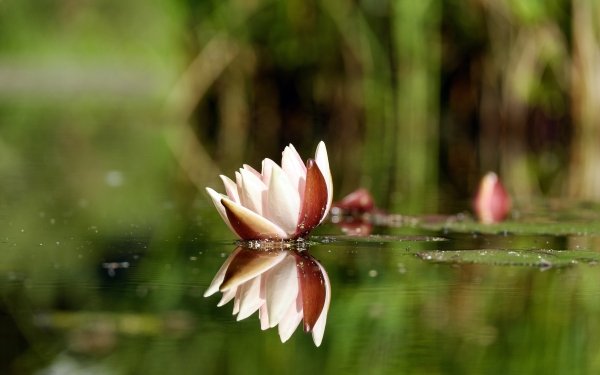 Earth Water Lily Flowers Flower Reflection Nature Pink Flower HD Wallpaper | Background Image