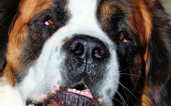 Animal St. Bernard Dogs Dog Muzzle Close-Up HD Wallpaper | Background Image