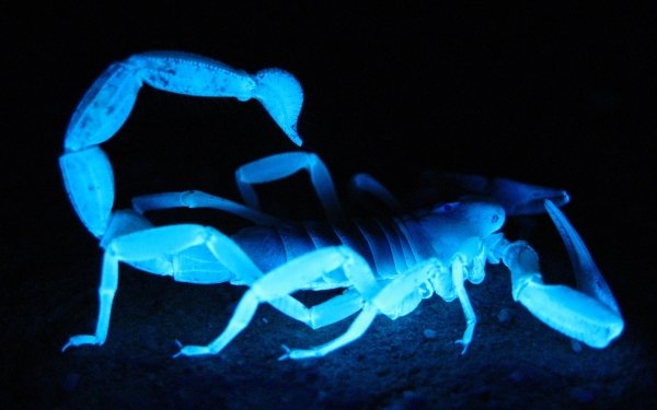 Animal Scorpion Blue Arachnid HD Wallpaper | Background Image