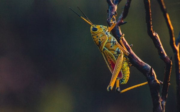 Grasshopper Hd Wallpaper Background Image 1920x1080