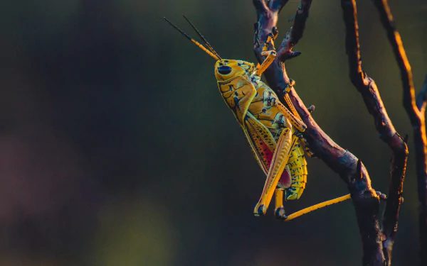 close-up insect Animal grasshopper HD Desktop Wallpaper | Background Image