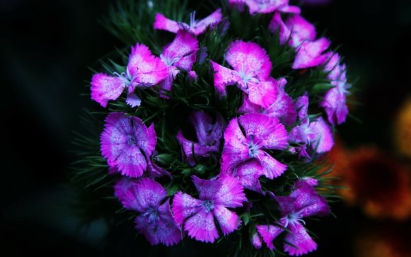 Earth Flower Flowers Close-Up Purple Flower Dianthus HD Wallpaper | Background Image