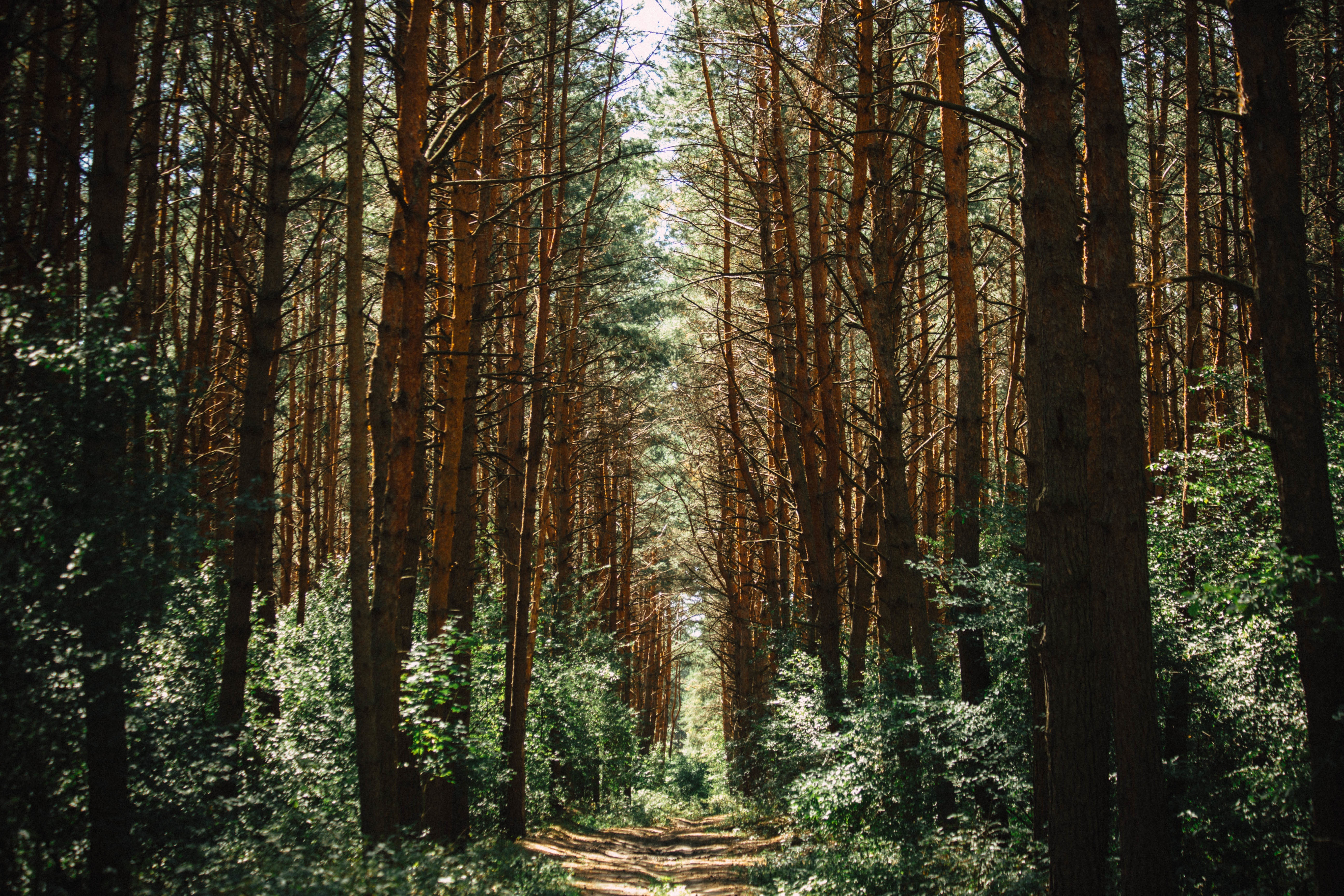 Download Tree Path Nature Forest 4k Ultra HD Wallpaper