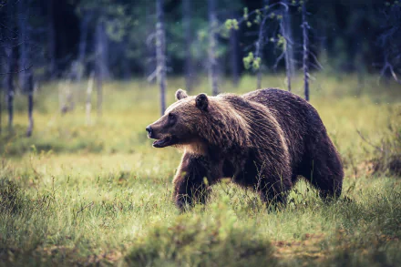 grizzly Animal grizzly bear HD Desktop Wallpaper | Background Image
