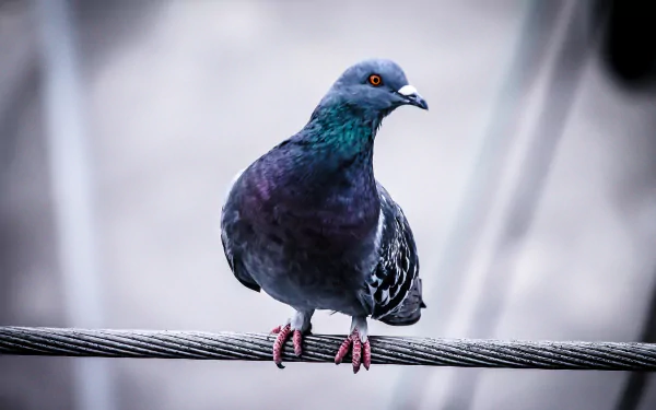 bird Animal pigeon HD Desktop Wallpaper | Background Image
