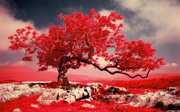 Earth Tree Trees Nature Lonely Tree Landscape Red HD Wallpaper | Background Image