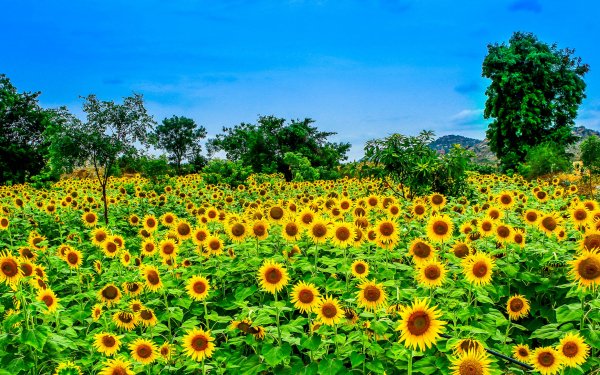 Earth Sunflower Flowers Field Tree Yellow Flower HD Wallpaper | Background Image