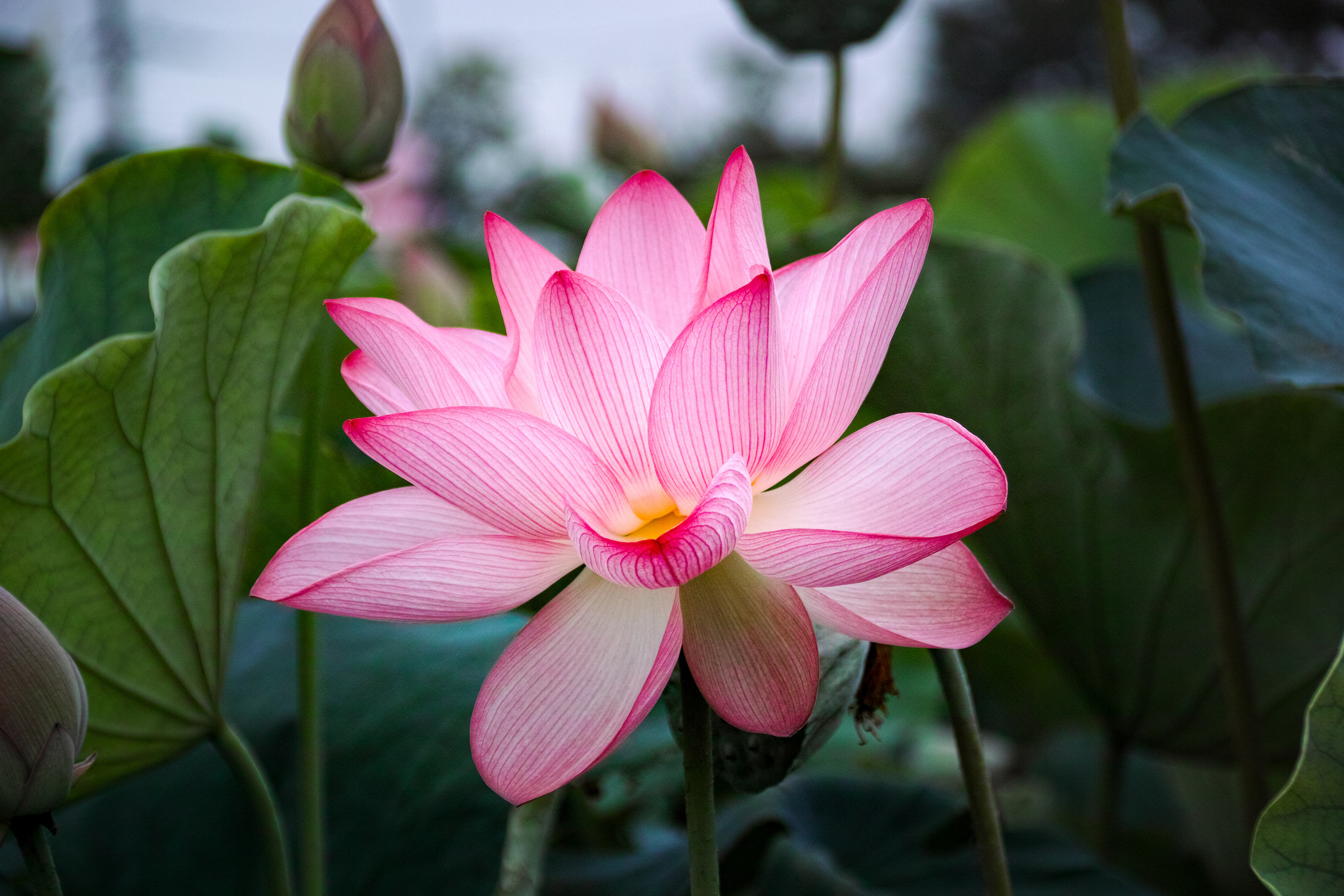 Nature Lotus HD Wallpaper | Background Image
