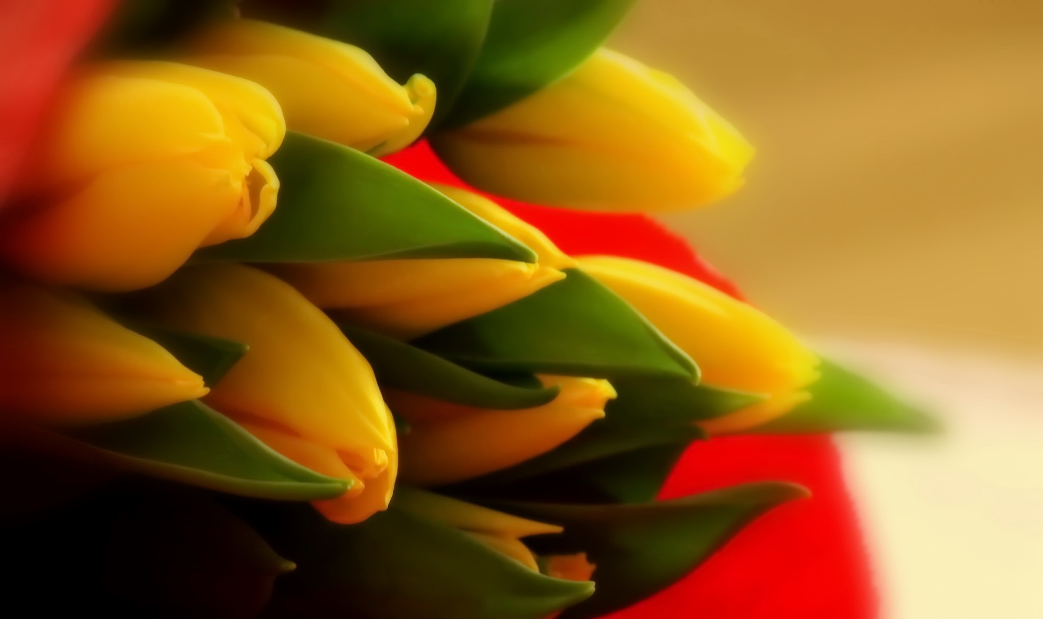 Download Yellow Flower Flower Nature Tulip Hd Wallpaper 8912