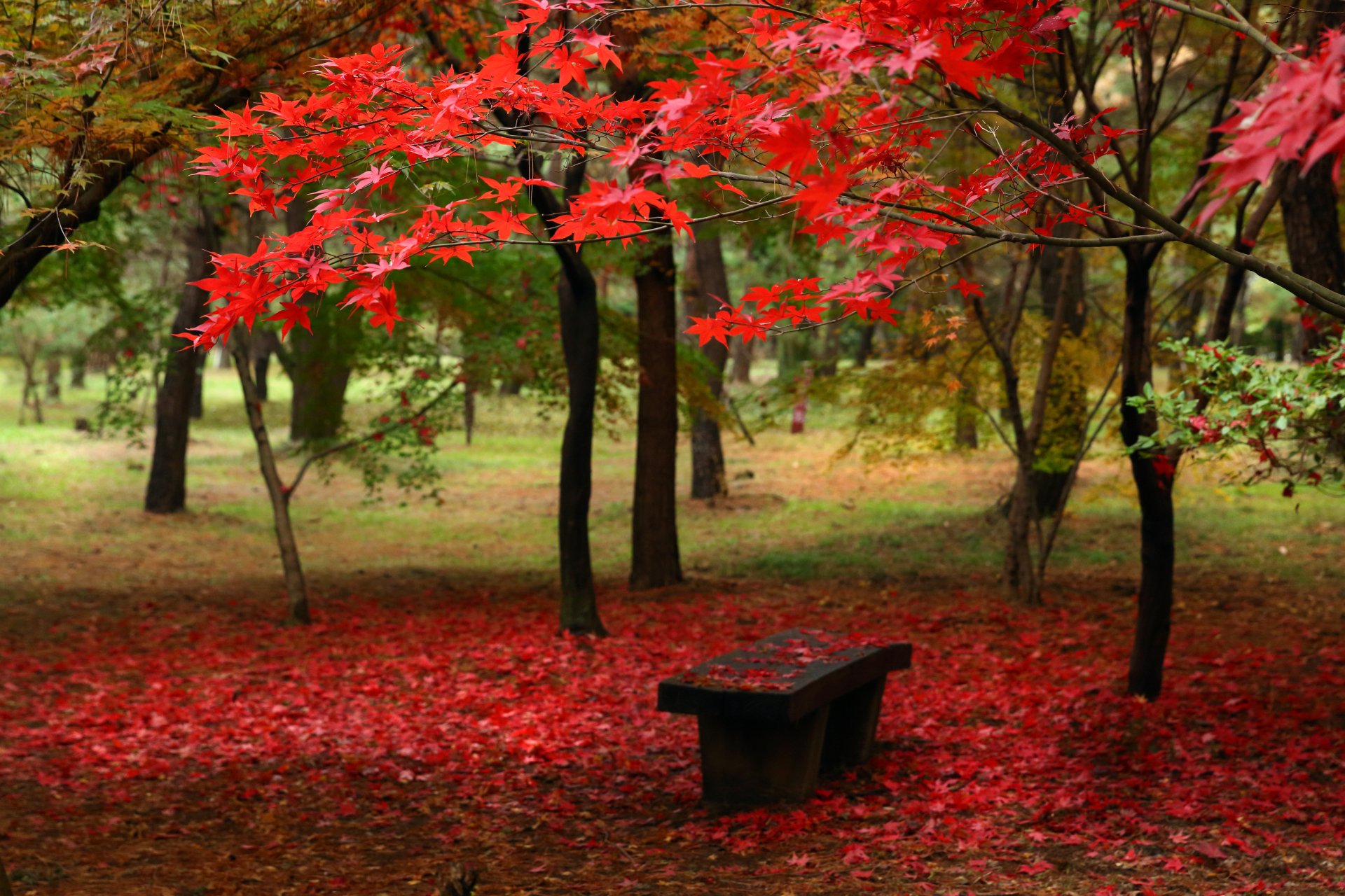 A vibrant park scene featuring a wooden bench surrounded by red maple leaves, capturing the essence of autumn in nature with trees and a carpet of fallen leaves. 4K Ultra HD quality.