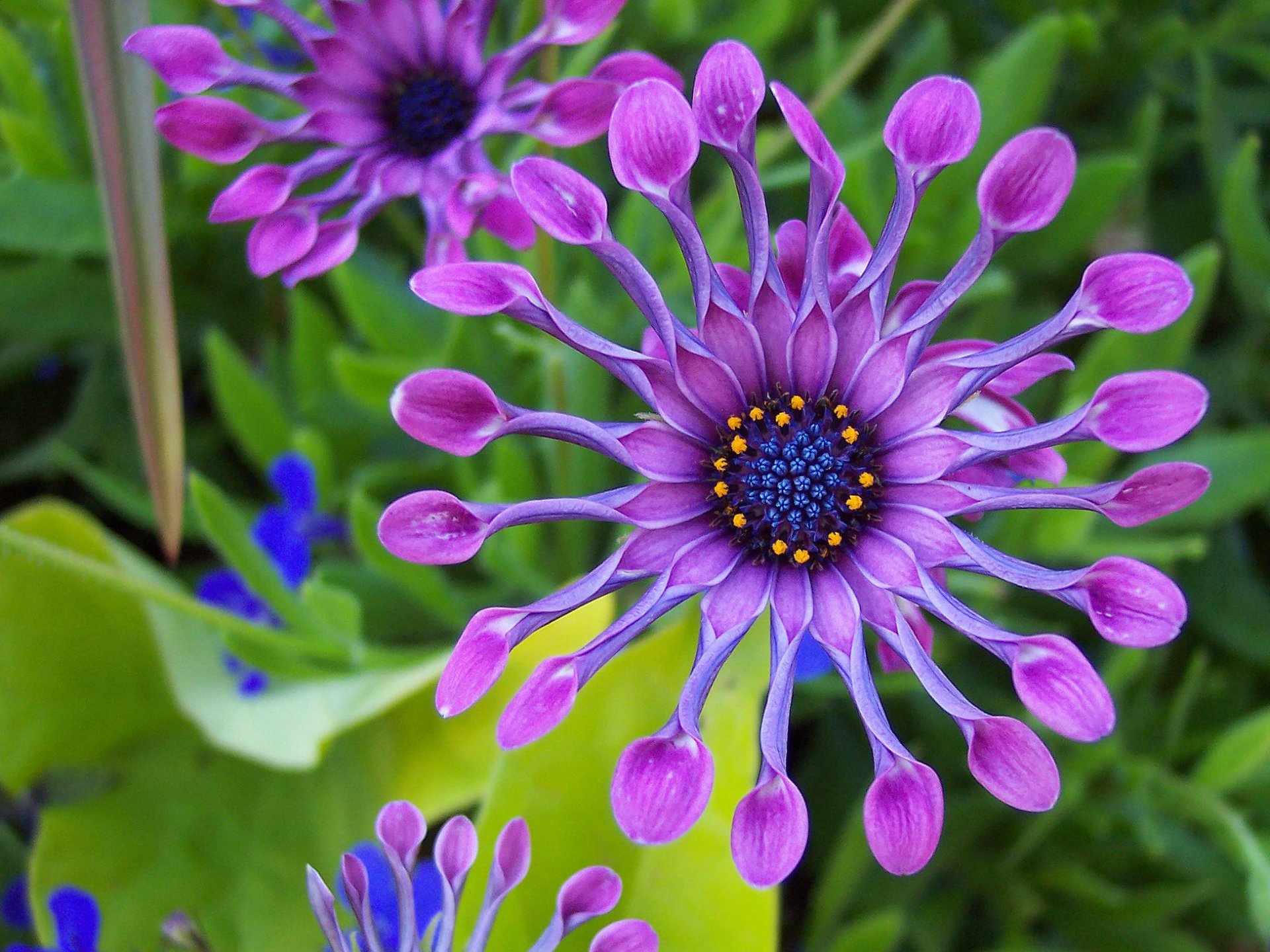 Download Purple Flower Daisy Flower Nature African Daisy  HD Wallpaper