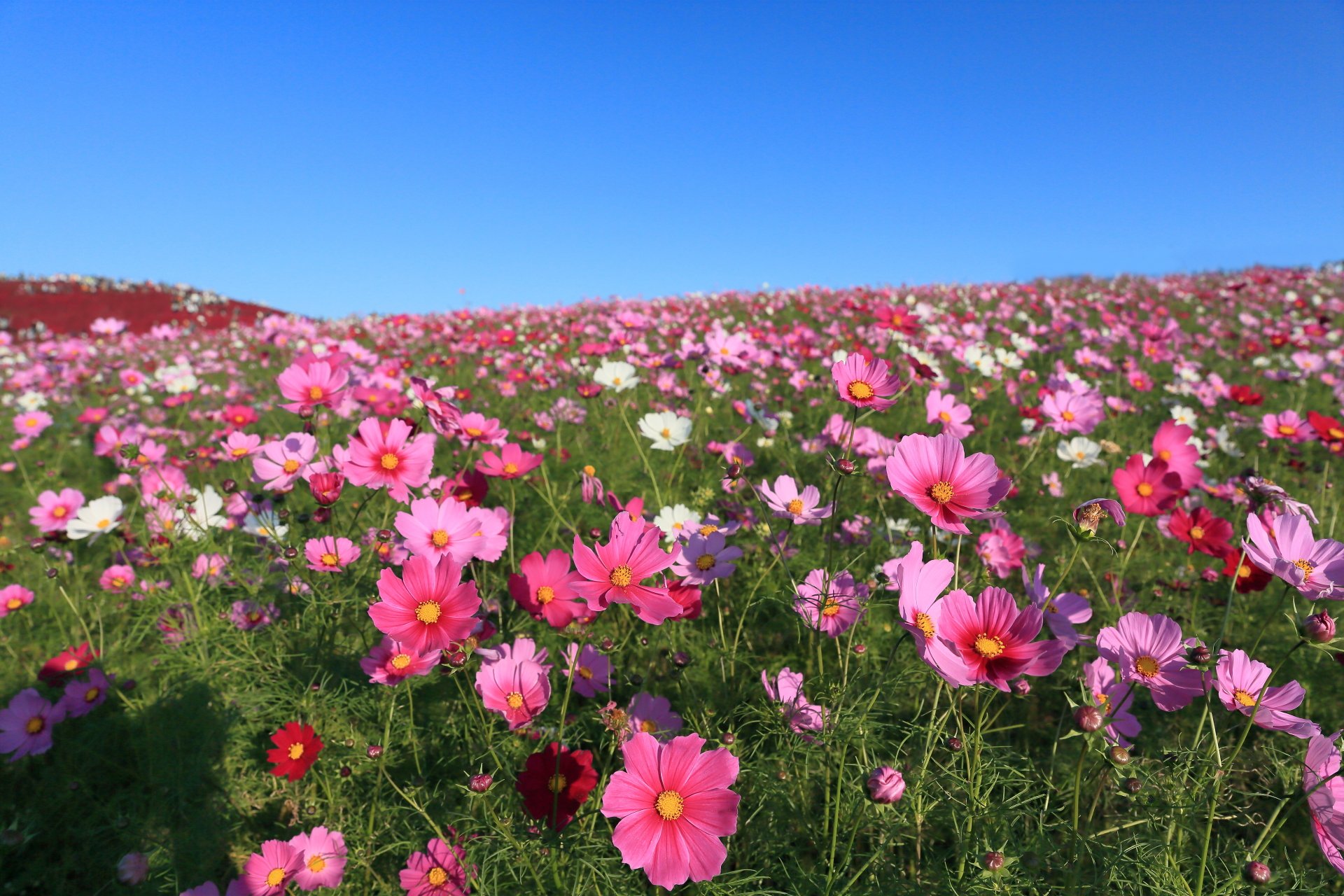 A vibrant meadow filled with pink Cosmos flowers under a clear blue sky, captured in stunning 4K Ultra HD for a crisp PC desktop wallpaper.