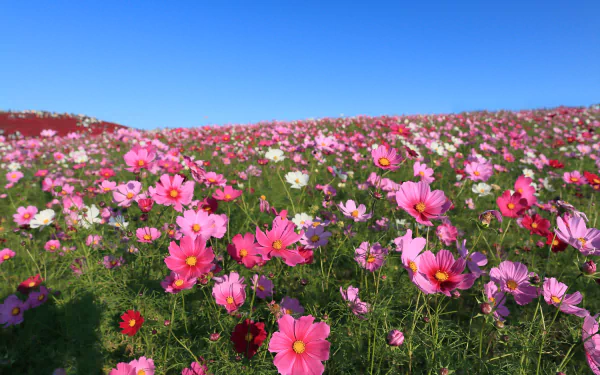 A vibrant meadow filled with pink Cosmos flowers under a clear blue sky, captured in stunning 4K Ultra HD for a crisp PC desktop wallpaper.